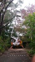 Affordable Dan's Tree Services image 7